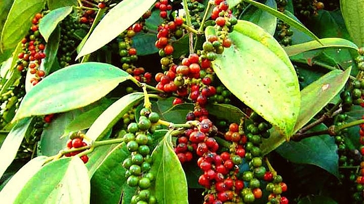 Giá tiêu hôm nay 14/4: Giảm nhưng vẫn neo ở mức cao