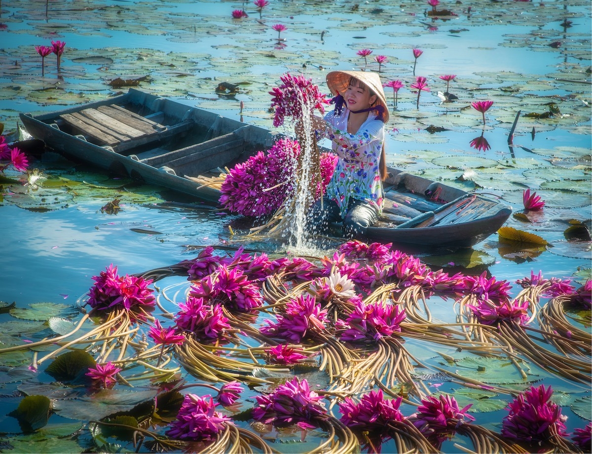 mua thu hoach hoa sung cua nong dan dong bang song cuu long
