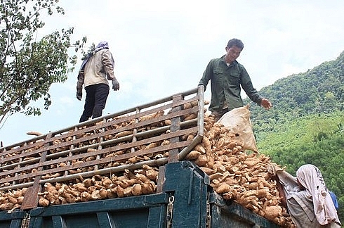 Xuất khẩu của Lào sang Việt Nam tăng bất chấp đại dịch COVID-19