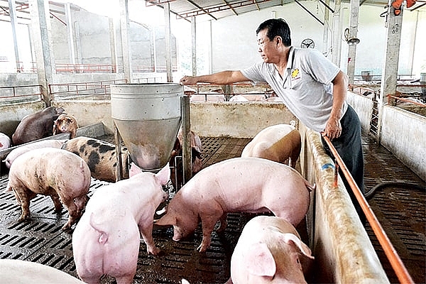 Giá heo hơi hôm nay 7/11: Cuối tuần ít biến động