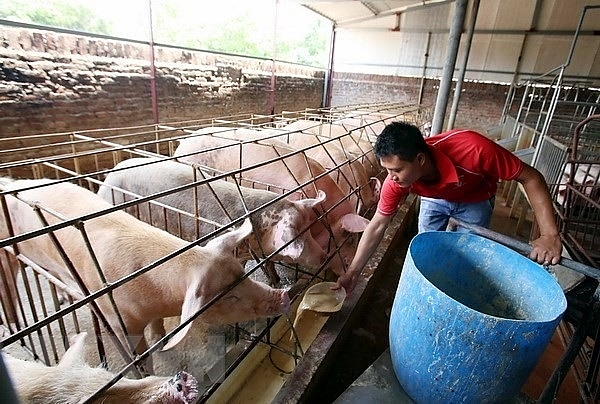 Giá heo hơi hôm nay 9/11: Điều chỉnh nhẹ ở một vài nơi