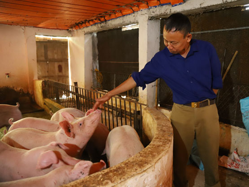 Giá heo hơi hôm nay 14/11: Tiếp tục chững giá tại nhiều tỉnh thành