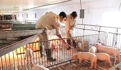 Giá heo hơi hôm nay 17/11: Xu thế giá không rõ ràng