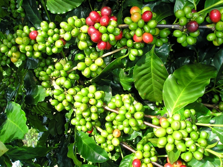 Giá cà phê hôm nay 4/11: Tiếp tục giảm mạnh Giá cà phê hôm nay 4/11: Tiếp tục giảm mạnh