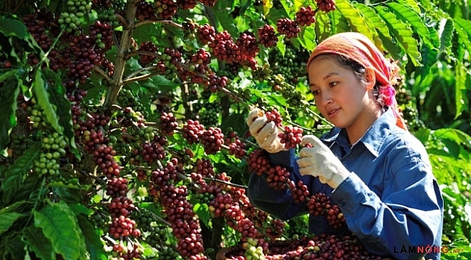 Giá cà phê hôm nay 5/11: Tiếp tục giảm Giá cà phê hôm nay 5/11: Tiếp tục giảm