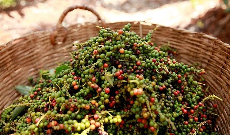 Giá tiêu hôm nay 11/11: Thấp nhất 85.000 đồng/kg Giá tiêu hôm nay 11/11: Thấp nhất 85.000 đồng/kg