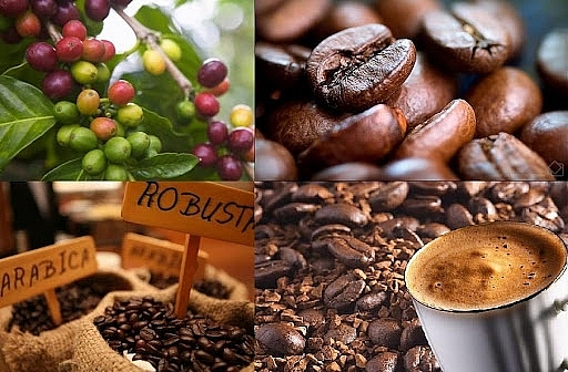 Giá cà phê hôm nay 12/11: Tăng mạnh Giá cà phê hôm nay 12/11: Tăng mạnh
