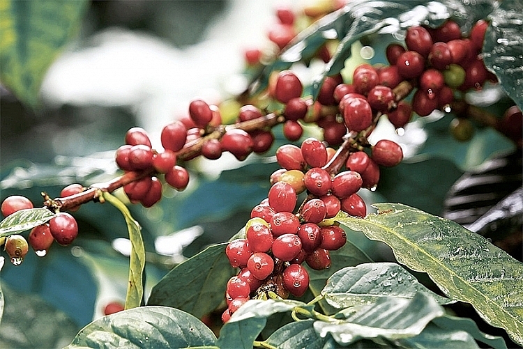 Giá cà phê hôm nay 13/11: Đang ở mức cao nhất trong 7 năm qua Giá cà phê hôm nay 13/11: Đang ở mức cao nhất trong 7 năm qua