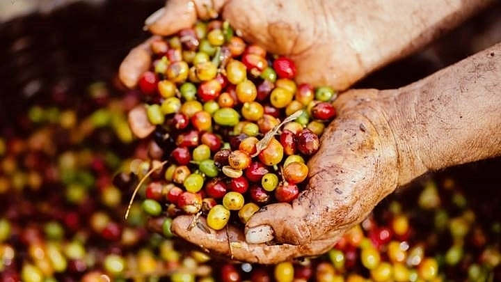 Giá cà phê cập nhật ngày 5/12/2021: Trên đà tăng mạnh