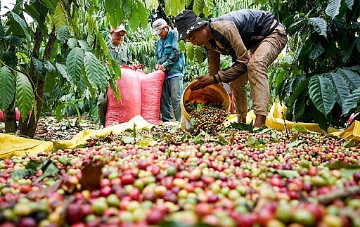 Giá cà phê cập nhật hôm nay ngày 8/12: Thị trường thế giới giảm mạnh