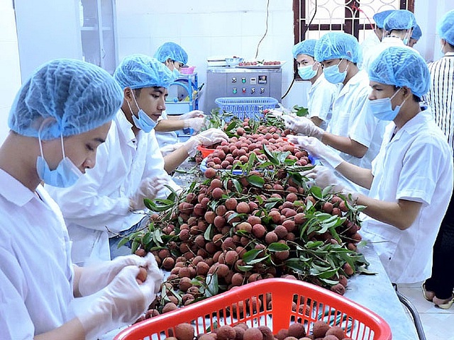 Bộ Công Thương đề xuất giám định vải thiều không phù hợp thông lệ quốc tế