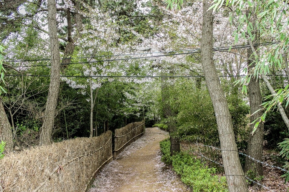 Khám phá ngôi chùa cổ bên bờ biển ở Busan, Hàn Quốc Khám phá ngôi chùa cổ bên bờ biển ở Busan, Hàn Quốc