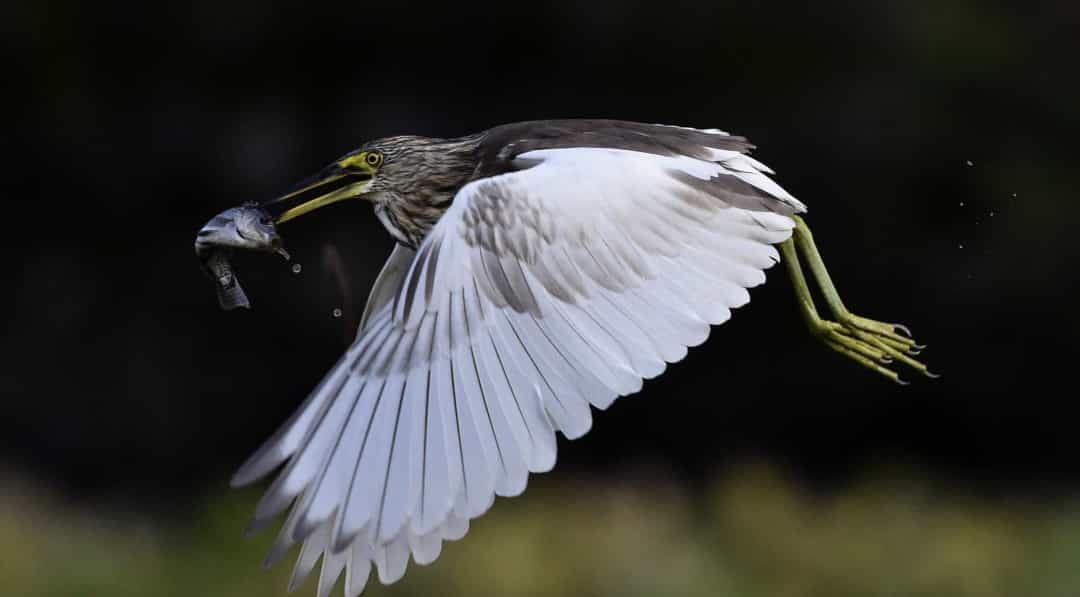 Phong cảnh hoa xuân đẹp hữu tình chỉ có ở Hưng Hóa, Trung Quốc