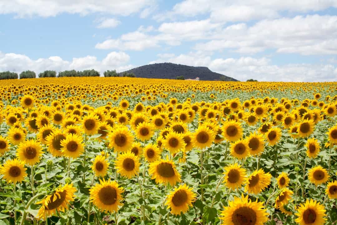 Mãn nhãn với những cánh đồng hoa đẹp ngất ngây trên thế giới