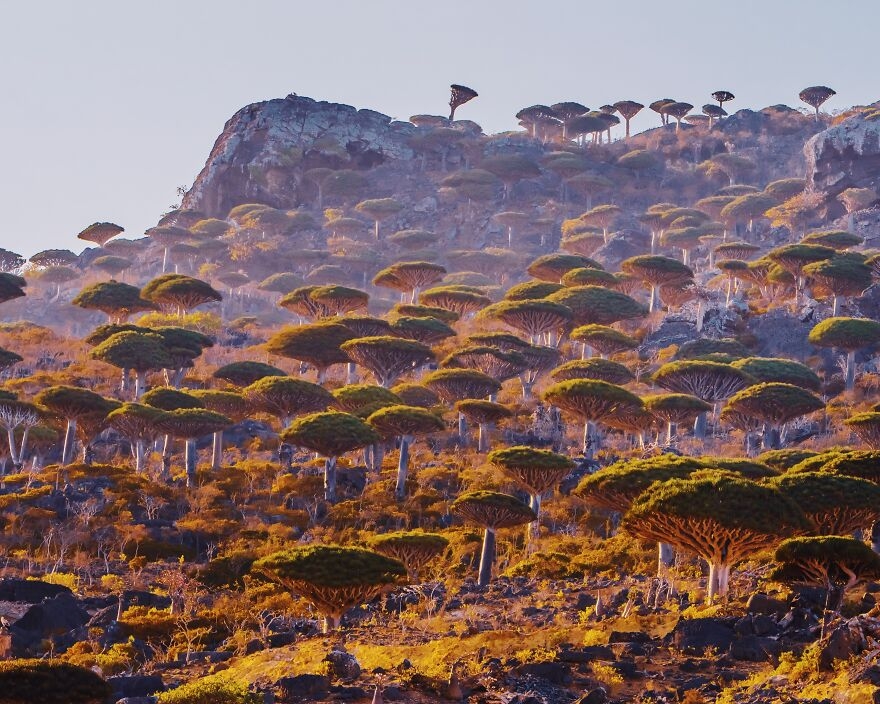 Khám phá “hòn đảo ngoài hành tinh” Socotra
