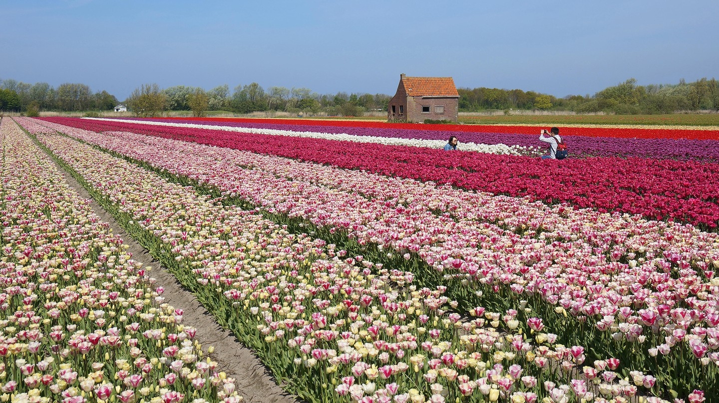 Top 5 địa điểm ngắm hoa tulip đẹp nhất Hà Lan