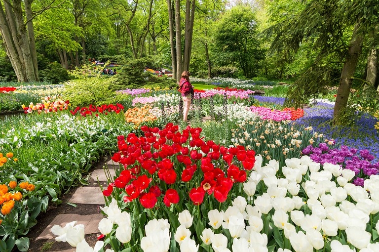 Top 5 địa điểm ngắm hoa tulip đẹp nhất Hà Lan
