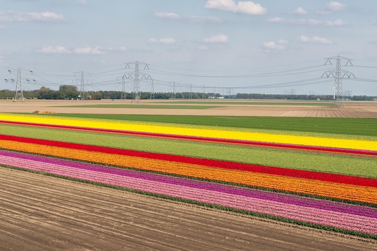 Top 5 địa điểm ngắm hoa tulip đẹp nhất Hà Lan