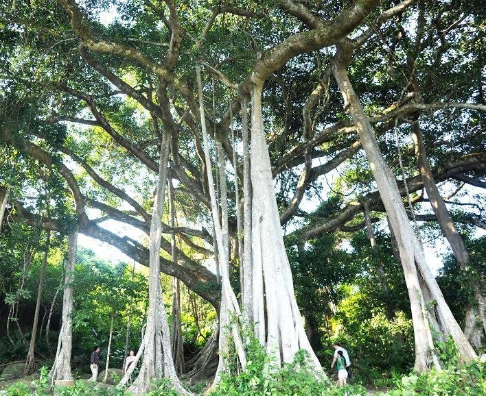“Lên rừng xuống biển” khám phá bán đảo Sơn Trà Đà Nẵng
