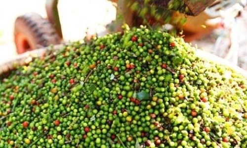 Giá tiêu hôm nay 22/4: Giảm ngày thứ 2 liên tiếp Giá tiêu hôm nay 22/4: Giảm ngày thứ 2 liên tiếp