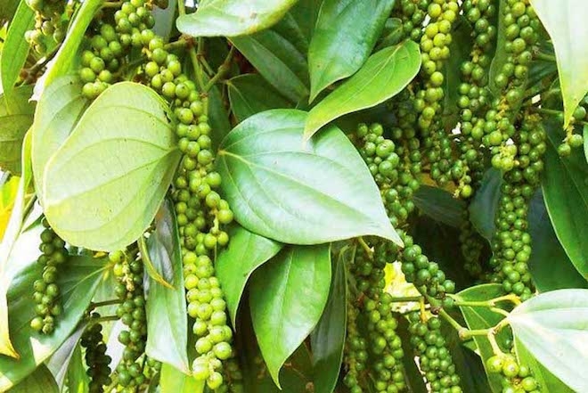 Giá tiêu hôm nay 20/5: Cao nhất 76.500 đồng/kg