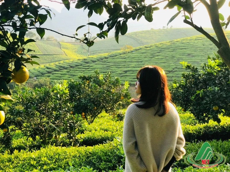 Tất Tật về vườn cam ly Mộc Châu siêu đẹp và ngon