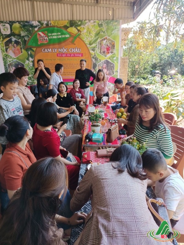 Tất Tật về vườn cam ly Mộc Châu siêu đẹp và ngon