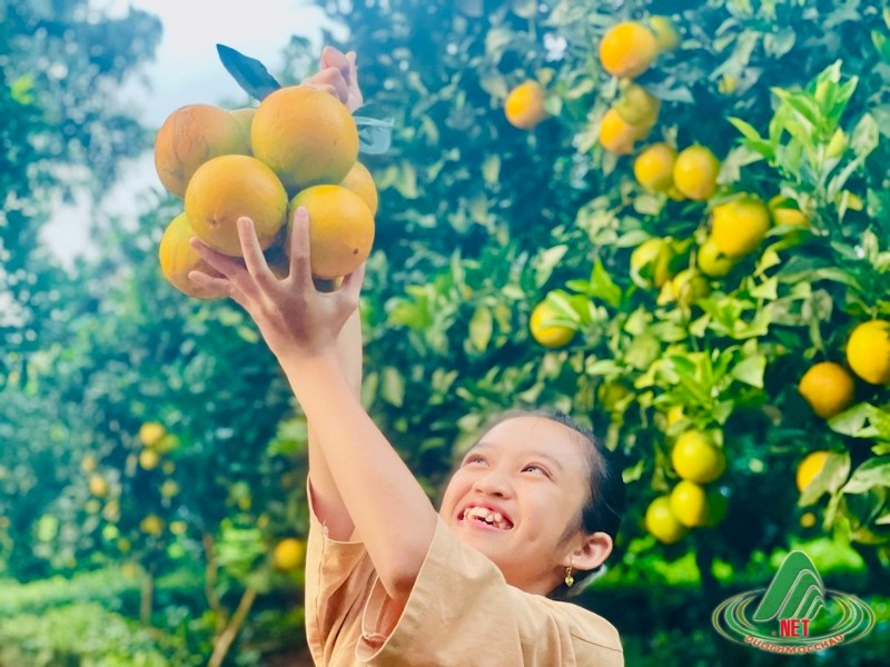 Tất Tật về vườn cam ly Mộc Châu siêu đẹp và ngon