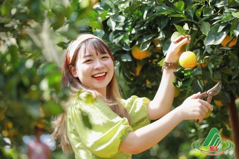 Tất Tật về vườn cam ly Mộc Châu siêu đẹp và ngon