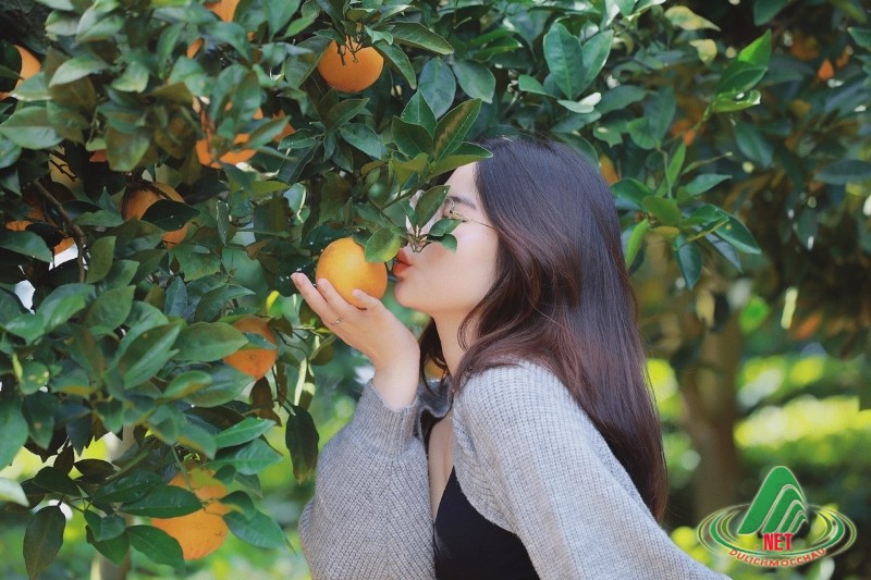 Tất Tật về vườn cam ly Mộc Châu siêu đẹp và ngon