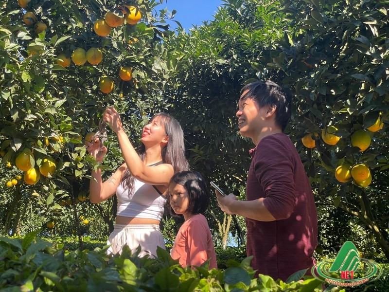 Tất Tật về vườn cam ly Mộc Châu siêu đẹp và ngon