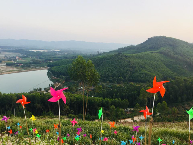 nghe an hang van du khach do ve canh dong hoa dip tet duong lich