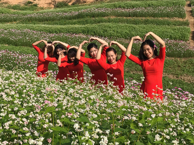 nghe an hang van du khach do ve canh dong hoa dip tet duong lich