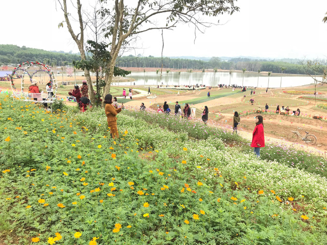 nghe an hang van du khach do ve canh dong hoa dip tet duong lich