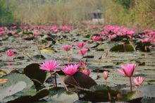 goi y nhung cung duong ngam hoa da quy dep nhat tai thanh pho ngan hoa